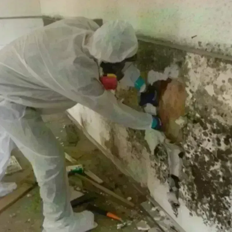 Mold Remediation and Removal in Gateway, AK